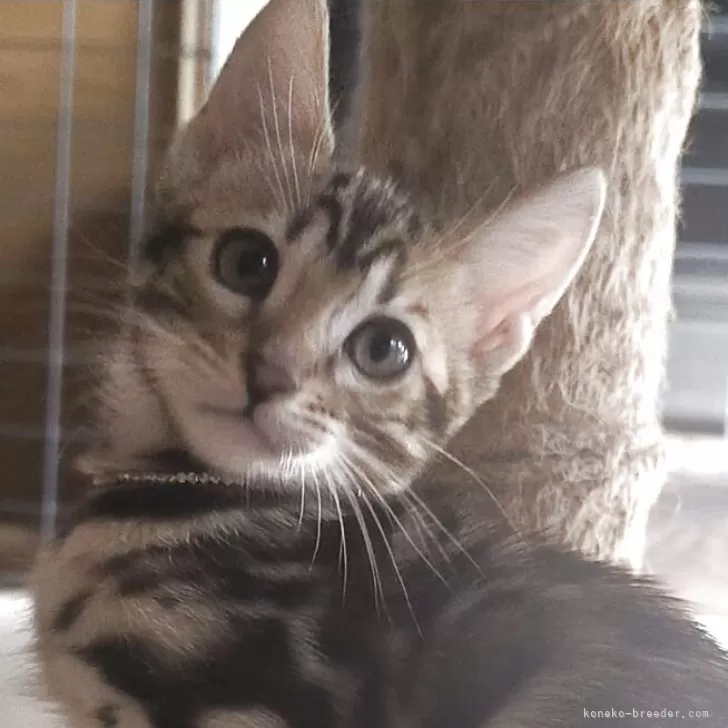 ベンガル【京都府・女の子・2025年8月18日・ブラウンスポティットタビーロゼット(ロゼット有り)】の写真1「体重900g」