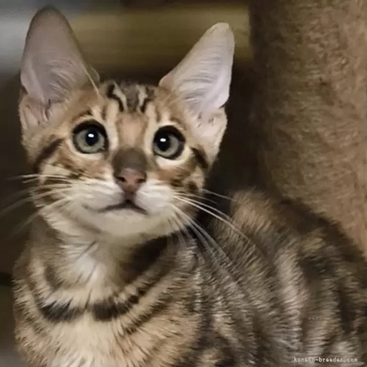 ベンガル【京都府・男の子・2025年8月9日・ブラウンスポティットタビーロゼット(グリッター有)】の写真1「体重1000g」