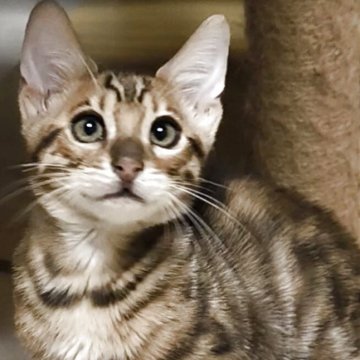 ベンガル【京都府・男の子・2025年8月9日・ブラウンスポティットタビーロゼット(グリッター有)（シルキータッチ）】の写真「丸顔の愛らしい甘えん坊さん♪」