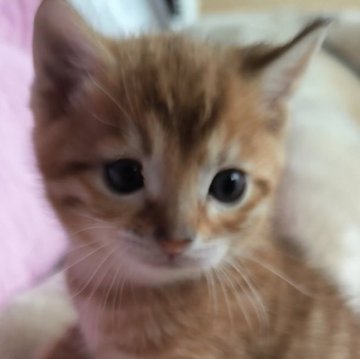 ベンガル【京都府・男の子・2025年11月15日・ブラウンスポティットタビーロゼット（シルキータッチ グリッター有）】の写真「明るいブラウン色&綺麗なロゼット♪」