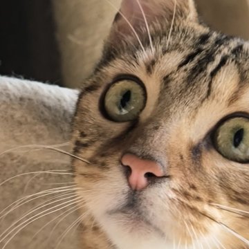 ベンガル【京都府・女の子・2024年5月23日・ブラウンスポテッドタビー(ロゼット)（シルキータッチ）】の写真「人間には懐かしくて𓃠　
一緒に遊びも大好きです♪」