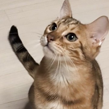 ベンガル【京都府・男の子・2025年6月8日・ブラウンスポティットタビー(ロゼット)（シルキータッチ）】の写真「柄が綺麗で~す♪」