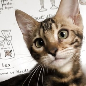 ベンガル【京都府・女の子・2025年7月15日・ブラウンスポティットタビー(ロゼット)（シルキータッチ）】の写真「賢く女の子😽」