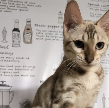 ベンガル【京都府・女の子・2024年4月23日・シールミンクスポティットタビー(ロゼット)（極上シルキー）】の写真「丸顔美人な女の子♪」