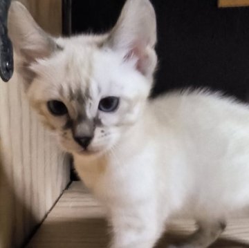 ベンガル【京都府・女の子・2025年9月28日・シールスポティットタビー  ロゼットグリッター有（シルキータッチ）】の写真「ブルーの瞳がキレイな女の子😽」