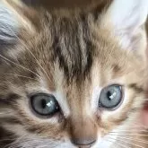 ベンガル【京都府・男の子・2025年11月15日・ブラウンスポティットタビーロゼット】の写真1