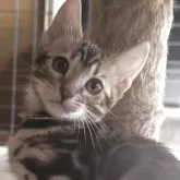 ベンガル【京都府・女の子・2025年8月18日・ブラウンスポティットタビーロゼット(ロゼット有り)】の写真1「体重900g」