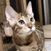 ベンガル