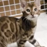 ベンガル