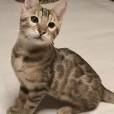 ベンガル【京都府・男の子・2025年7月15日・ブラウンスポティットタビーロゼット(ロゼット)】の写真2