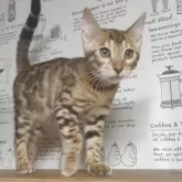 ベンガル【京都府・男の子・2025年6月8日・ブラウンスポティットタビー(ロゼット)】の写真3