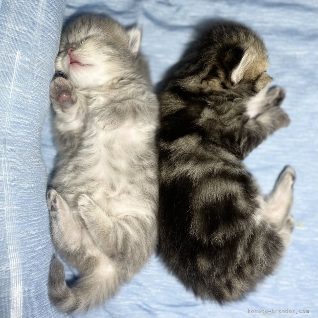 当舎は『ミヌエット』専門ブリーダーです｜冨岡　利枝(とみおか　りえ)ブリーダー(愛知県・ミヌエットなど・ICC登録)の紹介写真2