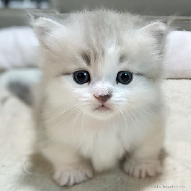 短足同士の交配を避けているため、当舎の短足子猫は非常にレアです。｜冨岡　利枝(とみおか　りえ)ブリーダー(愛知県・ミヌエットなど・ICC登録)の紹介写真4