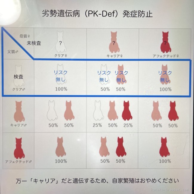 産まれた子猫の劣勢遺伝病発症を防ぎます（キャリアは発症リスク無し）｜冨岡　利枝(とみおか　りえ)ブリーダー(愛知県・ミヌエットなど・ICC登録)の紹介写真7