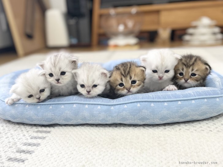 親猫の遺伝子検査を適切に実施し、産まれた子猫の遺伝病発症を防ぎます｜冨岡　利枝(とみおか　りえ)ブリーダー(愛知県・ミヌエットなど・ICC登録)の紹介写真7