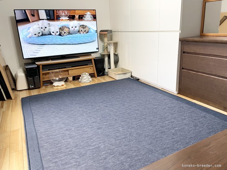 ご見学・商談スペースです｜冨岡　利枝(とみおか　りえ)ブリーダー(愛知県・ミヌエットなど・ICC登録)の紹介写真9