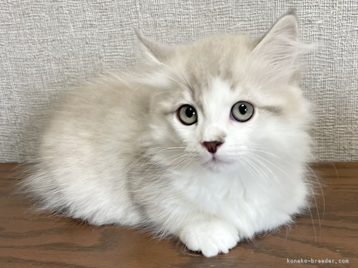 冨岡利枝ブリーダーのブログ：今日は『らくほ』♂のお迎え♪