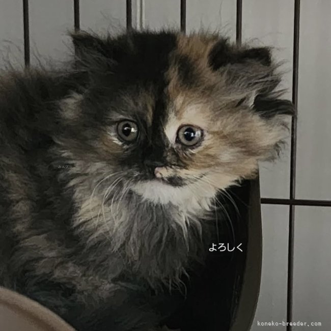 冨岡利枝ブリーダーのブログ：新生活♪✨🐾✨
