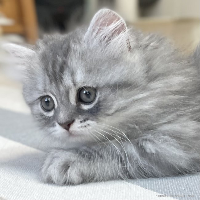 冨岡利枝ブリーダーのブログ：ハンターモード🤭