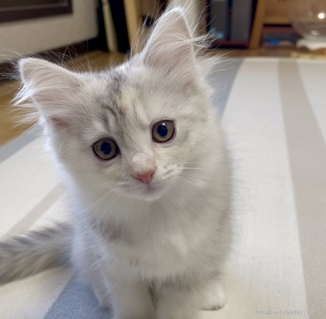 冨岡利枝ブリーダーのブログ：新生活♪✨🐾✨