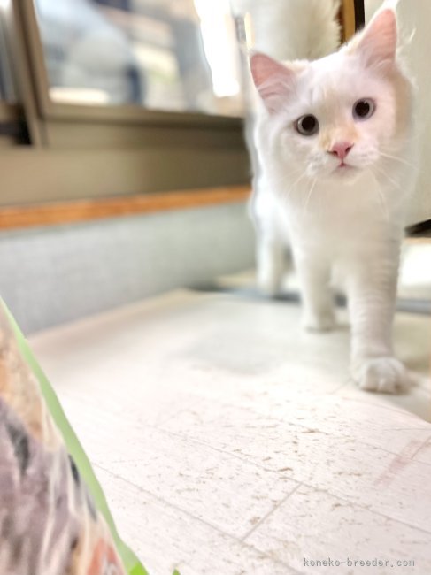 冨岡利枝ブリーダーのブログ：✨🐱✨※売約済