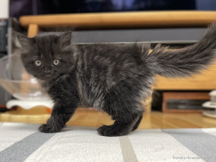 冨岡利枝ブリーダーのブログ：『こくま』♂ご予約いただきました♪