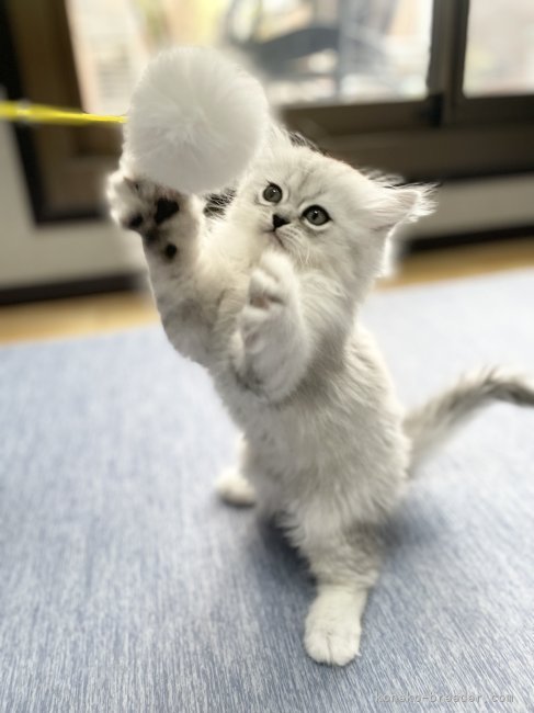 冨岡利枝ブリーダーのブログ：『ミッツ』♂🐾ご予約いただきました♪
