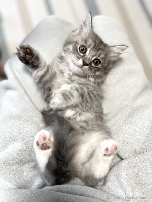 冨岡利枝ブリーダーのブログ：今日は『トム』♂のお迎え♪