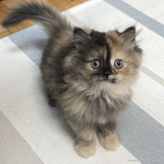 冨岡利枝ブリーダーのブログ：今日は『ちゃくま』♀のお迎え♪