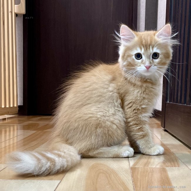 冨岡利枝ブリーダーのブログ：凛々しいお顔♪