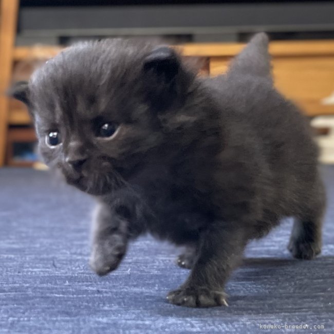 冨岡利枝ブリーダーのブログ：当舎では2年ぶりの貴重なブラックミヌエット♪