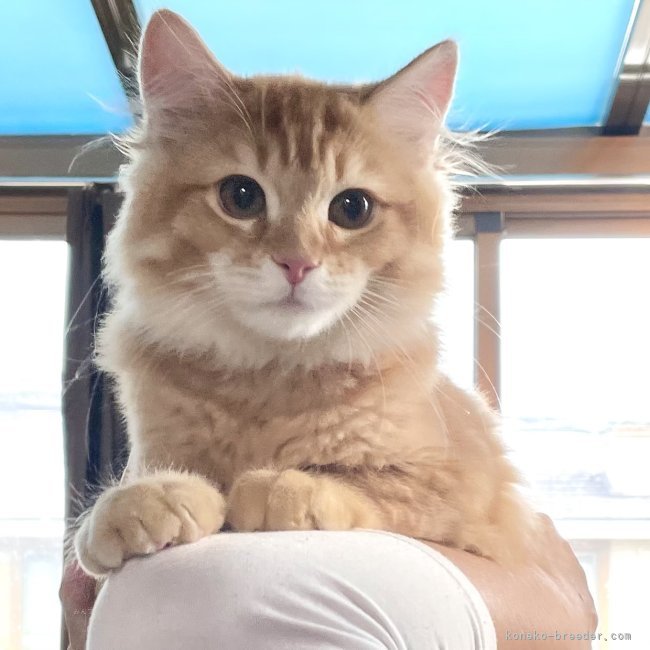 冨岡利枝ブリーダーのブログ：今日は『あかし』♂のお迎え♪