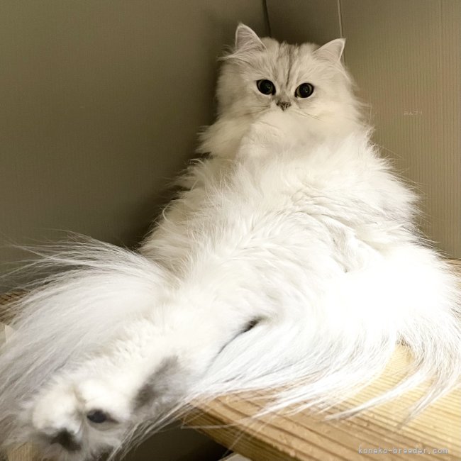 冨岡利枝ブリーダーのブログ：✨🍀出産予定🍀✨