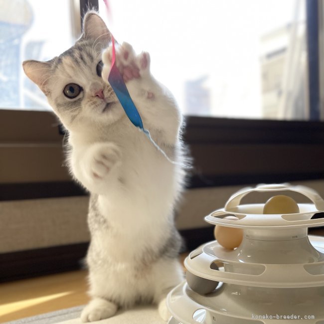 冨岡利枝ブリーダーのブログ：催眠術師😆