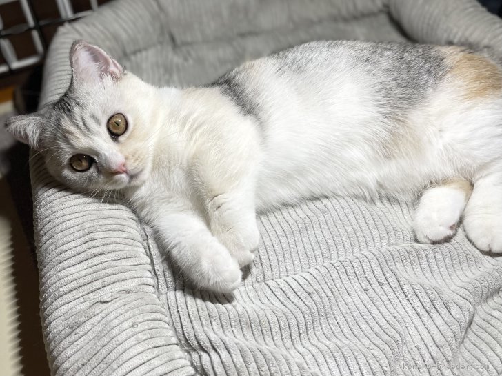 冨岡利枝ブリーダーのブログ：『シズク』♀