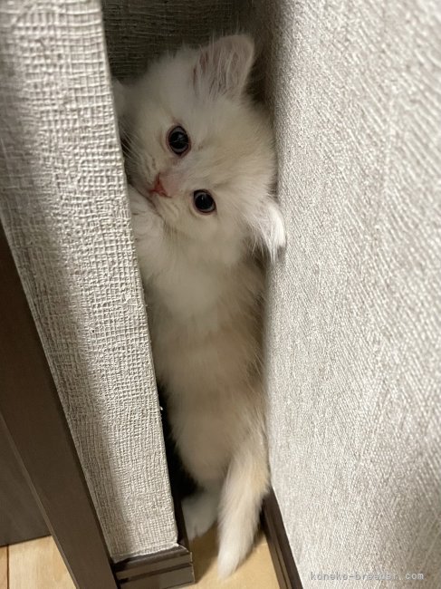 冨岡利枝ブリーダーのブログ：どーこだー？😇