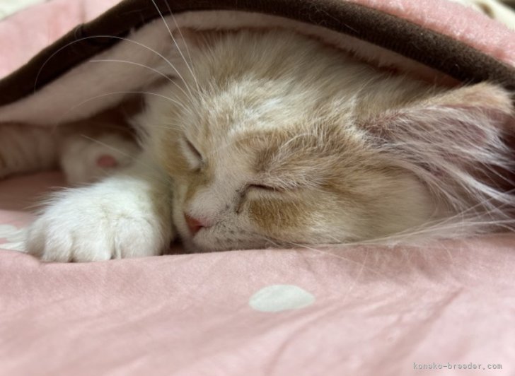 冨岡利枝ブリーダーのブログ：モカくん(元ピーチ)😽✨✨✨