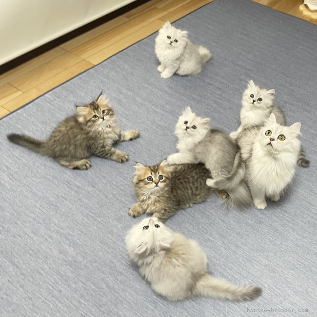 冨岡利枝ブリーダーのブログ：階段で落下する心配も無くなってきました♪