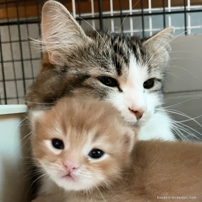 冨岡利枝ブリーダーのブログ：『ぱっちお』ベビー🐾開眼から数日…