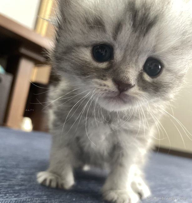 冨岡利枝ブリーダーのブログ：くのベビー✨🐥✨