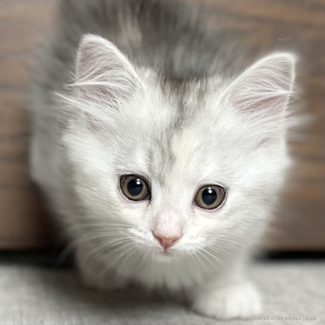 冨岡利枝ブリーダーのブログ：✨💫子猫情報更新💫✨炎(えん)♀