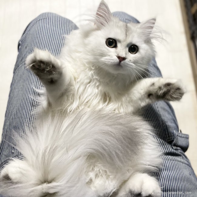 冨岡利枝ブリーダーのブログ：「セーーーーーフ‼️」🐾『ナナチ』♀