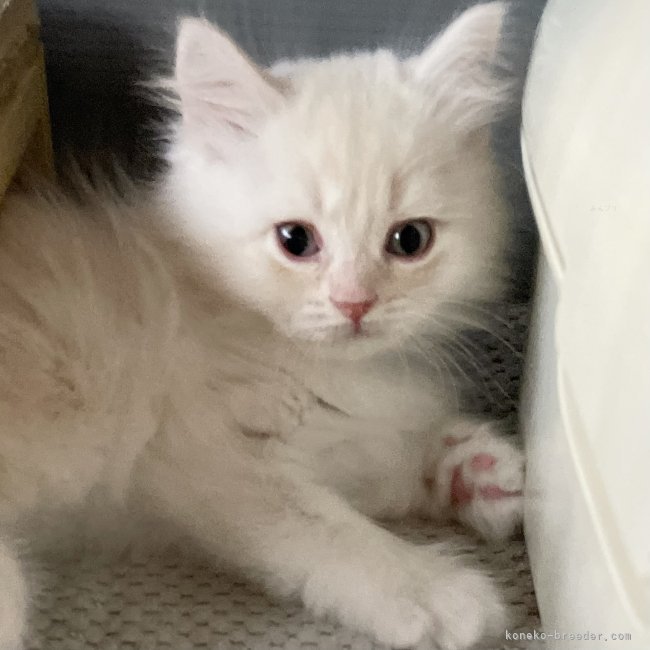 冨岡利枝ブリーダーのブログ：✨💫子猫情報💫✨海(かい)♂