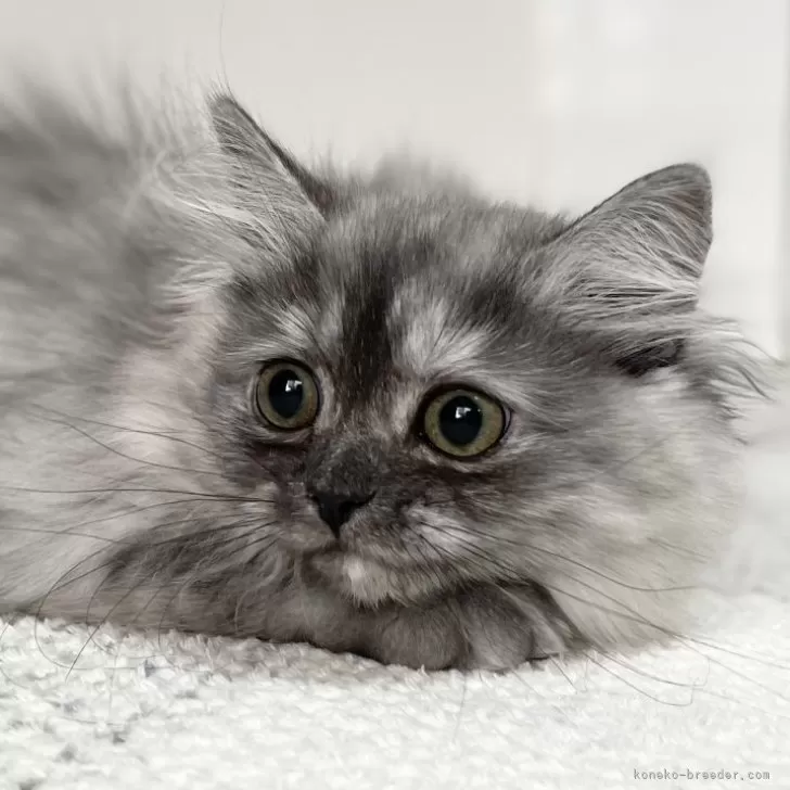 ID：2311-01136の子猫