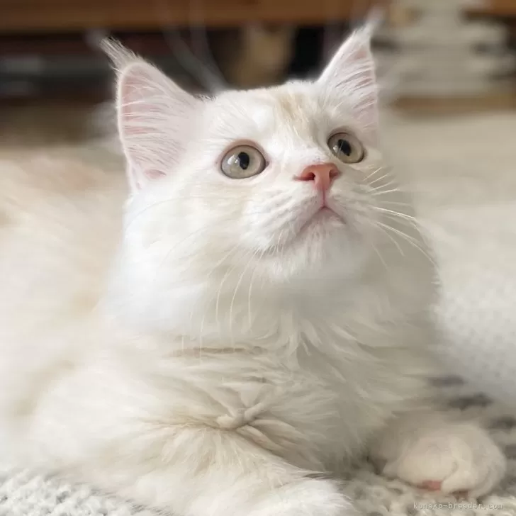 ID:2403-00762の子猫