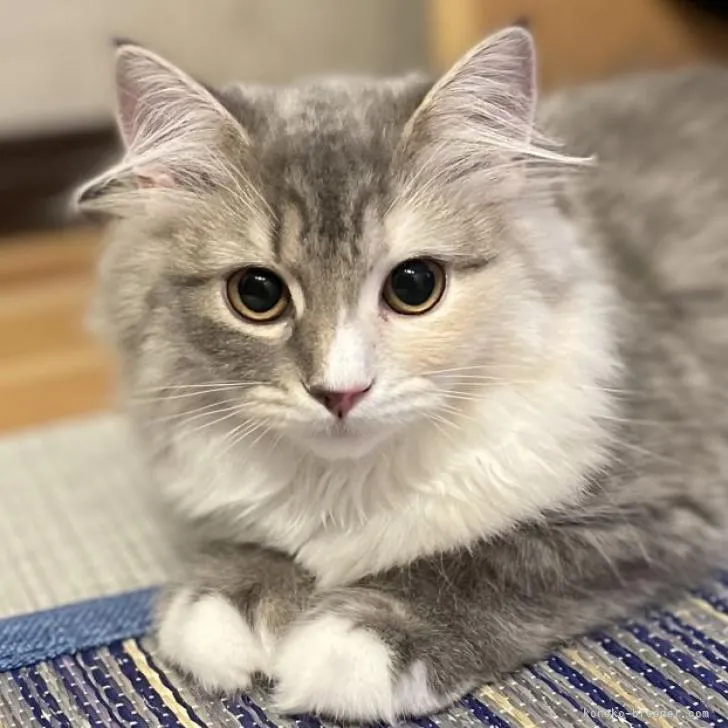 ID：2205-01898の子猫