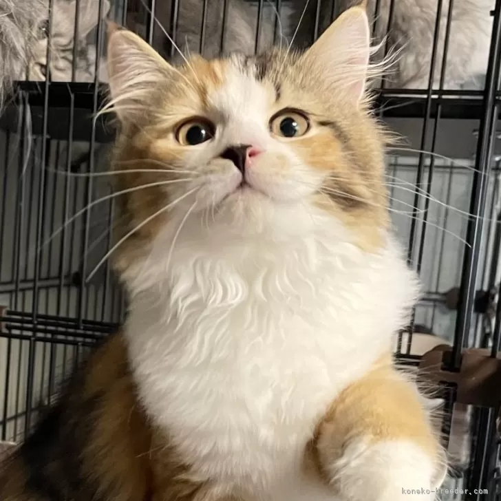 ID：2405-00734の子猫