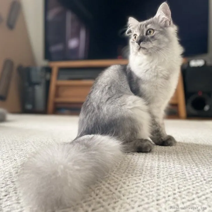 M.Ｉ 様のお迎えした子猫