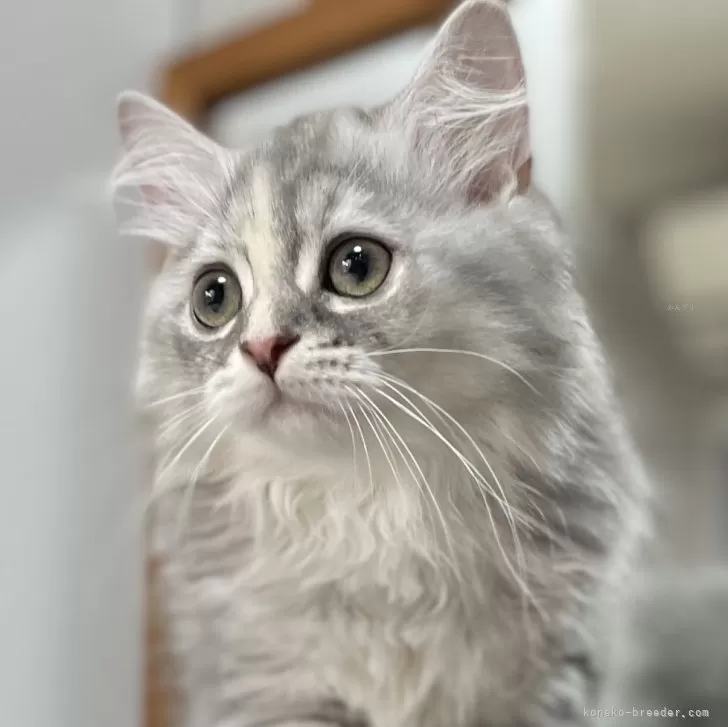 ID：2406-00220の子猫