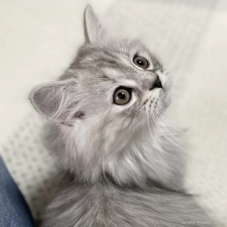 ID：2311-02195の子猫